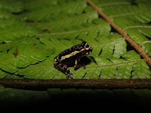  ( - YC-147)  @11 [ ] Copyright (2011) CORBIDI Centro de Ornitologia y Biodiversidad