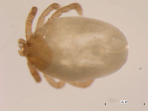  (Ixodes soricis - 10AVB-PAR0064)  @13 [ ] CC-0 (2010) Crystal Sobel, Biodiversity Institute of Ontario Unspecified