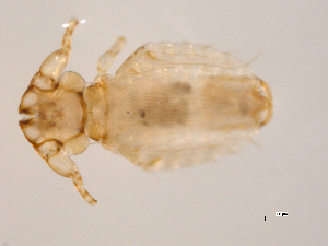  (Trichodectidae - 10AVB-PAR0087)  @14 [ ] CC-0 (2010) Crystal Sobel, Biodiversity Institute of Ontario Unspecified