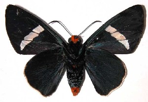  ( - 01-SRNP-9130)  @14 [ ] CreativeCommons - Attribution Non-Commercial Share-Alike (2004) Daniel H. Janzen Guanacaste Dry Forest Conservation Fund