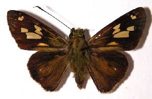  ( - 02-SRNP-1136)  @14 [ ] CreativeCommons - Attribution Non-Commercial Share-Alike (2004) Daniel H. Janzen Guanacaste Dry Forest Conservation Fund