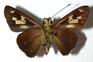  ( - 02-SRNP-1136)  @14 [ ] CreativeCommons - Attribution Non-Commercial Share-Alike (2004) Daniel H. Janzen Guanacaste Dry Forest Conservation Fund