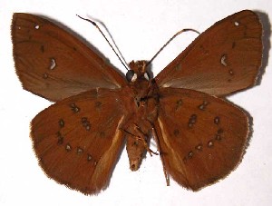  ( - 02-SRNP-18867)  @14 [ ] CreativeCommons - Attribution Non-Commercial Share-Alike (2004) Daniel H. Janzen Guanacaste Dry Forest Conservation Fund