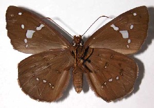  ( - 02-SRNP-18982)  @14 [ ] CreativeCommons - Attribution Non-Commercial Share-Alike (2004) Daniel H. Janzen Guanacaste Dry Forest Conservation Fund