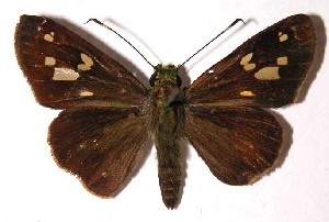  ( - 02-SRNP-3763)  @14 [ ] CreativeCommons - Attribution Non-Commercial Share-Alike (2004) Daniel H. Janzen Guanacaste Dry Forest Conservation Fund