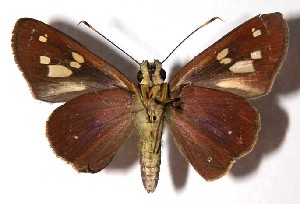  ( - 02-SRNP-3763)  @14 [ ] CreativeCommons - Attribution Non-Commercial Share-Alike (2004) Daniel H. Janzen Guanacaste Dry Forest Conservation Fund