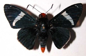  ( - 03-SRNP-1149)  @14 [ ] CreativeCommons - Attribution Non-Commercial Share-Alike (2004) Daniel H. Janzen Guanacaste Dry Forest Conservation Fund