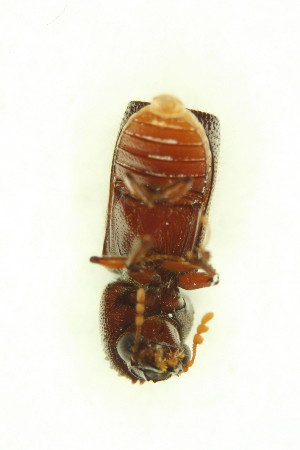  (Prostephanus truncatus - FHI-079)  @11 [ ] Unspecified (default): All Rights Reserved  Unspecified Unspecified