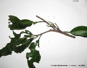 (Aspidosperma parvifolium - CSP01351)  @13 [ ] CreativeCommons - Attribution Non-Commercial Share-Alike (2008) Carnegie Spectranomics Project Carnegie Institution for Science