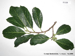  (Brosimum acutifolium - CSP01359)  @11 [ ] CreativeCommons - Attribution Non-Commercial Share-Alike (2008) Carnegie Spectranomics Project Carnegie Institution for Science