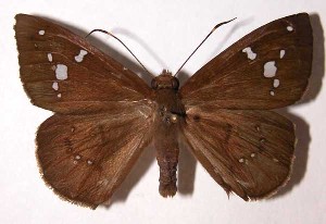  ( - 02-SRNP-19694)  @14 [ ] CreativeCommons - Attribution Non-Commercial Share-Alike (2004) Daniel H. Janzen Guanacaste Dry Forest Conservation Fund