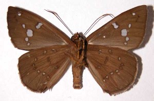  ( - 02-SRNP-19694)  @14 [ ] CreativeCommons - Attribution Non-Commercial Share-Alike (2004) Daniel H. Janzen Guanacaste Dry Forest Conservation Fund