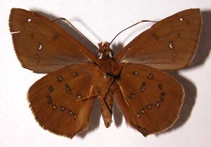  ( - 02-SRNP-3899)  @14 [ ] CreativeCommons - Attribution Non-Commercial Share-Alike (2004) Daniel H. Janzen Guanacaste Dry Forest Conservation Fund