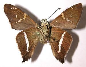  ( - 03-SRNP-20033)  @12 [ ] CreativeCommons - Attribution Non-Commercial Share-Alike (2004) Daniel H. Janzen Guanacaste Dry Forest Conservation Fund