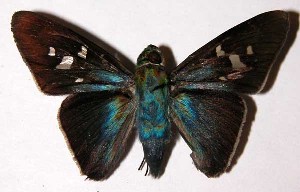  ( - 03-SRNP-37355)  @13 [ ] CreativeCommons - Attribution Non-Commercial Share-Alike (2004) Daniel H. Janzen Guanacaste Dry Forest Conservation Fund