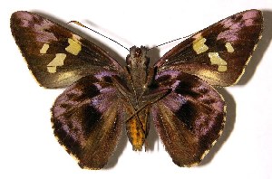  ( - 04-SRNP-30964)  @14 [ ] CreativeCommons - Attribution Non-Commercial Share-Alike (2004) Daniel H. Janzen Guanacaste Dry Forest Conservation Fund