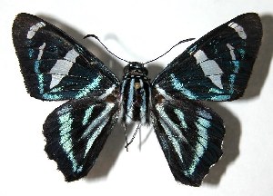  ( - 96-SRNP-12846)  @13 [ ] CreativeCommons - Attribution Non-Commercial Share-Alike (2004) Daniel H. Janzen Guanacaste Dry Forest Conservation Fund