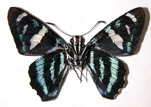  ( - 96-SRNP-12846)  @13 [ ] CreativeCommons - Attribution Non-Commercial Share-Alike (2004) Daniel H. Janzen Guanacaste Dry Forest Conservation Fund