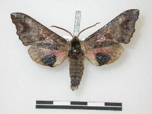  ( - CNC-CSSph0019)  @14 [ ] Copyright (2010) Chris Schmidt Canadian National Collection of Insects, Arachnids and Nematodes