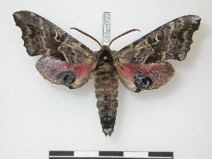  ( - CNC-CSSph0022)  @14 [ ] Copyright (2010) Chris Schmidt Canadian National Collection of Insects, Arachnids and Nematodes