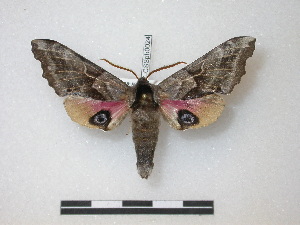  ( - CNC-CSSph0024)  @14 [ ] Copyright (2010) Chris Schmidt Canadian National Collection of Insects, Arachnids and Nematodes