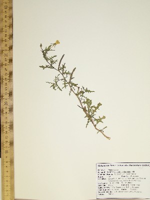  ( - CSU011)  @11 [ ] Unspecified (default): All Rights Reserved  Unspecified Unspecified