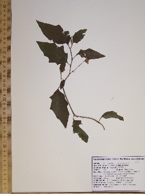  (Solanum carolinense - CSU022)  @11 [ ] Unspecified (default): All Rights Reserved  Unspecified Unspecified