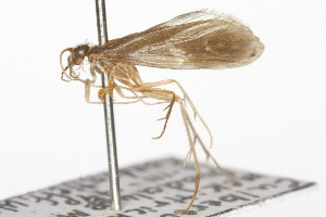  (Wormaldia arizonensis - CSUPOBK-0973)  @13 [ ] CreativeCommons - Attribution (2010) CBG Photography Group Centre for Biodiversity Genomics