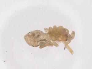  ( - CBG-B02435-C08)  @11 [ ] CreativeCommons - Attribution Share - Alike (2025) Centre for Biodiversity Genomics Centre for Biodiversity Genomics