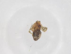  ( - CBG-B03859-C03)  @11 [ ] CreativeCommons - Attribution Share - Alike (2025) Centre for Biodiversity Genomics Centre for Biodiversity Genomics