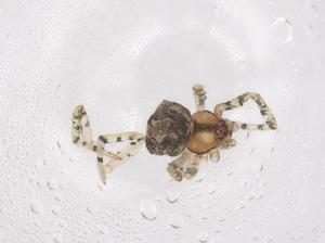  ( - CBG-B03867-G11)  @11 [ ] CreativeCommons - Attribution Share - Alike (2025) Centre for Biodiversity Genomics Centre for Biodiversity Genomics