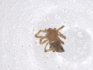  ( - CBG-B03884-G06)  @11 [ ] CreativeCommons - Attribution Share - Alike (2025) Centre for Biodiversity Genomics Centre for Biodiversity Genomics