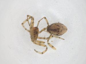  ( - CBG-B03885-A11)  @11 [ ] CreativeCommons - Attribution Share - Alike (2025) Centre for Biodiversity Genomics Centre for Biodiversity Genomics