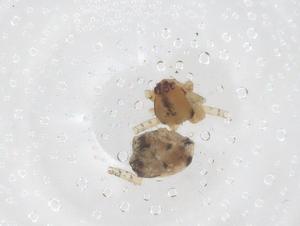  ( - CBG-B03885-B10)  @11 [ ] CreativeCommons - Attribution Share - Alike (2025) Centre for Biodiversity Genomics Centre for Biodiversity Genomics