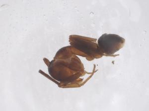  ( - CBG-B20758-A09)  @11 [ ] CreativeCommons - Attribution Share - Alike (2025) Centre for Biodiversity Genomics Centre for Biodiversity Genomics