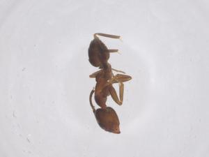  ( - CBG-B20758-B04)  @11 [ ] CreativeCommons - Attribution Share - Alike (2025) Centre for Biodiversity Genomics Centre for Biodiversity Genomics