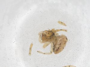  ( - CBG-B20769-E11)  @11 [ ] CreativeCommons - Attribution Share - Alike (2025) Centre for Biodiversity Genomics Centre for Biodiversity Genomics