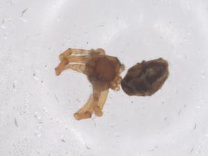  ( - CBG-B20770-E11)  @11 [ ] CreativeCommons - Attribution Share - Alike (2025) Centre for Biodiversity Genomics Centre for Biodiversity Genomics