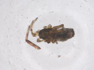  ( - CBG-B20770-F03)  @11 [ ] CreativeCommons - Attribution Share - Alike (2025) Centre for Biodiversity Genomics Centre for Biodiversity Genomics