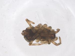  ( - CBG-B20770-H07)  @11 [ ] CreativeCommons - Attribution Share - Alike (2025) Centre for Biodiversity Genomics Centre for Biodiversity Genomics