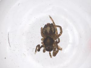  ( - CBG-B20770-H08)  @11 [ ] CreativeCommons - Attribution Share - Alike (2025) Centre for Biodiversity Genomics Centre for Biodiversity Genomics