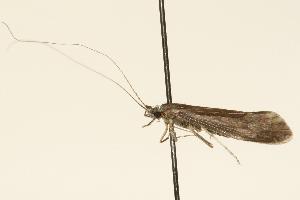  ( - 07PROBE-01694)  @12 [ ] CreativeCommons - Attribution (2010) CBG Photography Group Centre for Biodiversity Genomics