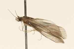  ( - 07PROBE-01697)  @12 [ ] CreativeCommons - Attribution (2010) CBG Photography Group Centre for Biodiversity Genomics