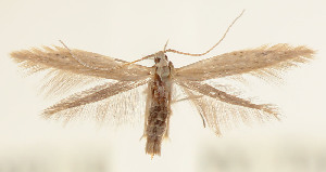  ( - JD14897)  @13 [ ] Copyright (2019) Jason Dombroskie Cornell University Insect Collection