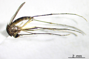  (Aedes serratus - CUL_0053)  @14 [ ] CreativeCommons - Attribution (2013) Rahuel Chan Instituto Tecnologico de Chetumal
