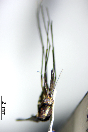  (Aedes serratus - CUL_0055)  @14 [ ] CreativeCommons - Attribution (2013) Rahuel Chan Instituto Tecnologico de Chetumal