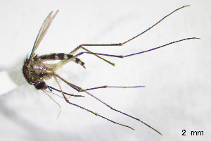  (Aedes angustivittatus - CUL_0058)  @14 [ ] CreativeCommons - Attribution (2013) Rahuel Chan Instituto Tecnologico de Chetumal