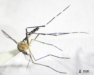  (Aedes cozumelensis - CUL_0066)  @14 [ ] CreativeCommons - Attribution (2013) Rahuel Chan Instituto Tecnologico de Chetumal