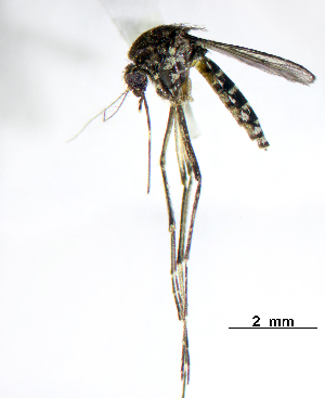  (Aedes taeniorhynchus - CUL_0122)  @15 [ ] CreativeCommons - Attribution (2013) Rahuel Chan Instituto Tecnologico de Chetumal