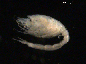  (Leucon naticoides - UMBergen_NB_cuma113)  @11 [ ] CreativeCommons - Attribution Non-Commercial Share-Alike (2014) University of Bergen, Norway University of Bergen, Natural History Collections